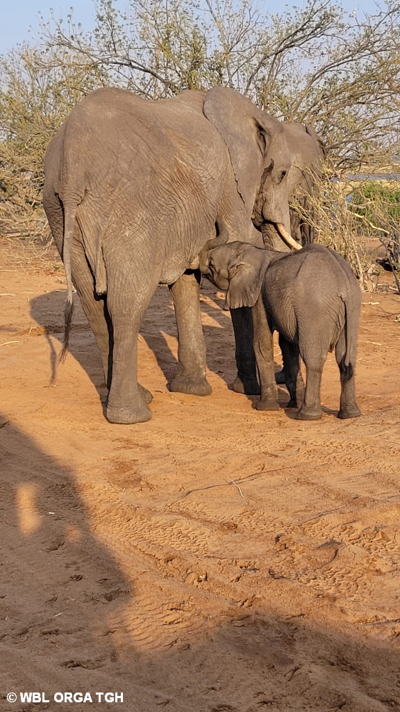  Chobe NP 1 