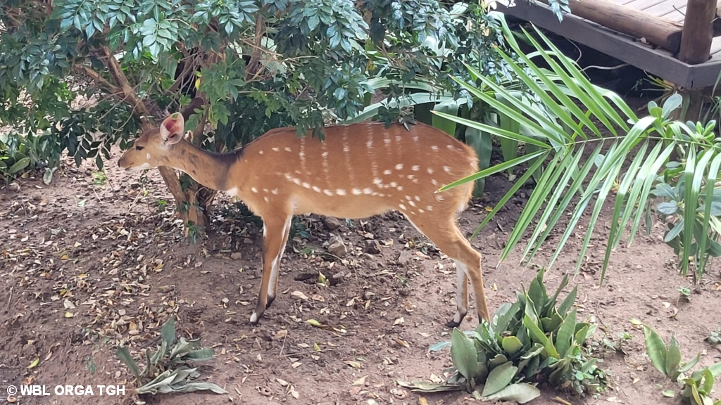  Safari Lodge 5 