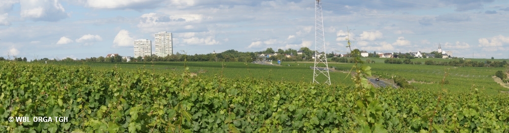 Hochheimer Panorama