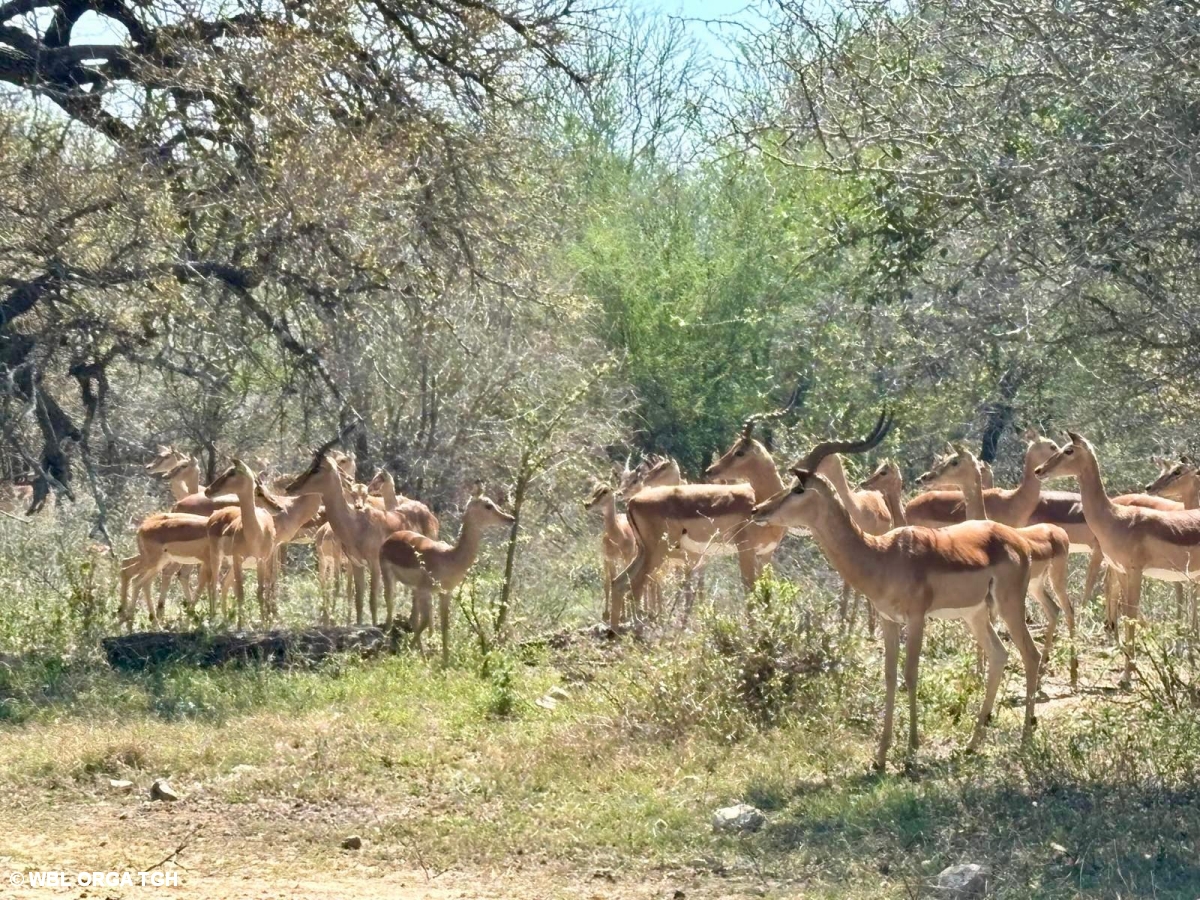 Lesotho  2 
